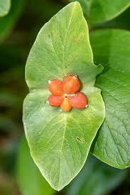 Attēlu rezultāti vaicājumam “Lonicera caprifolium fruit”