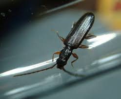 Attēlu rezultāti vaicājumam “Dendrophagus crenatus”