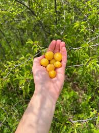 Attēlu rezultāti vaicājumam “Prunus (plum-tree) fruit”