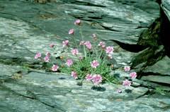 Attēlu rezultāti vaicājumam “Armeria vulgaris bud”