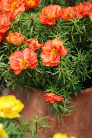 Attēlu rezultāti vaicājumam “Portulaca oleracea flower”