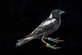 Image result for Dolichonyx oryzivorus