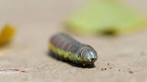 Attēlu rezultāti vaicājumam “Ptilodon capucina larva”