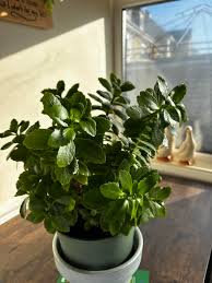 Attēlu rezultāti vaicājumam “Telekia speciosa bud”