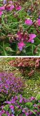 Attēlu rezultāti vaicājumam “Lathyrus vernus”