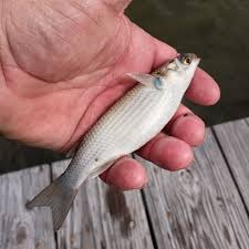 Image result for Pseudomyxus capensis