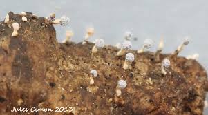 Attēlu rezultāti vaicājumam “Physarum xanthinum sessile”