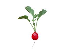 Attēlu rezultāti vaicājumam “Raphanus sativus”