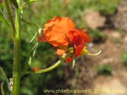 Image result for Alonsoa liniflora