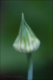 Attēlu rezultāti vaicājumam “Allium cepa bud”