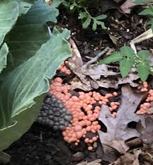 Attēlu rezultāti vaicājumam “Lycogala exiguum aggr. macro”