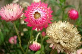 Image result for Helichrysum bracteatum
