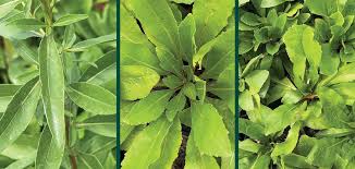 Attēlu rezultāti vaicājumam “Solidago virgaurea leaf”