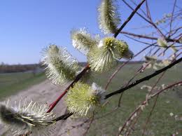Attēlu rezultāti vaicājumam “Salix daphnoides subsp. acutifolia bud”