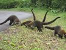 coutys(costa rican racoon that we saw from the volcano tour ...