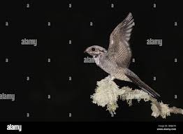 Attēlu rezultāti vaicājumam “Caprimulgus europaeus eggs”