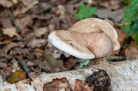 Attēlu rezultāti vaicājumam “Piptoporus betulinus”
