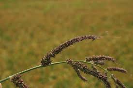 Attēlu rezultāti vaicājumam “Echinochloa crus-galli fruit”