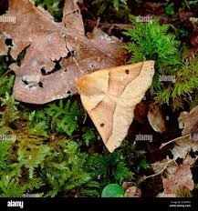 Attēlu rezultāti vaicājumam “Crocallis elinguaria imago”