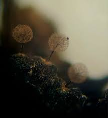 Attēlu rezultāti vaicājumam “Comatricha ellae stalked”