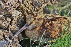 Attēlu rezultāti vaicājumam “Scolopax rusticola”