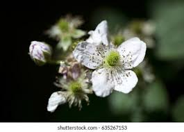Attēlu rezultāti vaicājumam “Rubus plicatus flower”