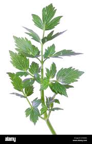 Image result for Liebstöckel