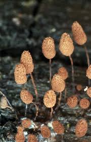 Attēlu rezultāti vaicājumam “Comatricha alta macro”