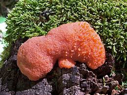 Attēlu rezultāti vaicājumam “Tubifera ferruginosa (subsp. ferruginosa) sessile”