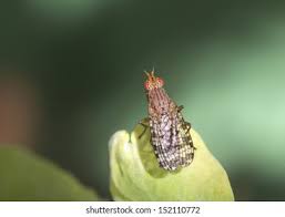 Attēlu rezultāti vaicājumam “Trypetoptera punctulata”