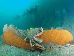 Image result for Plymouth Aquanauts