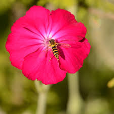 Image result for Lychnis coronaria