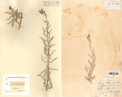 Image result for Thaddus Haenke