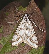 Attēlu rezultāti vaicājumam “Nymphula nitidulata”