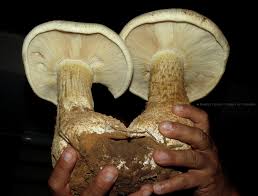 Image result for macrocybe titans