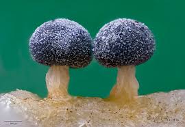 Attēlu rezultāti vaicājumam “Didymium squamulosum”