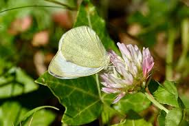 Attēlu rezultāti vaicājumam “Pieris rapae underside”