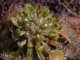 Attēlu rezultāti vaicājumam “Drosera rotundifolia”