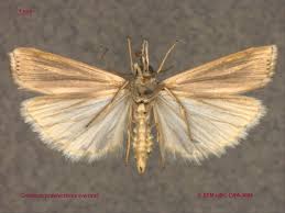 Attēlu rezultāti vaicājumam “Crambus hamella”