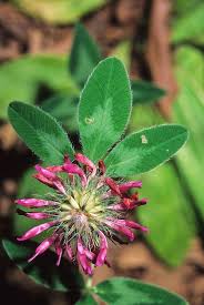 Attēlu rezultāti vaicājumam “Trifolium medium flower”