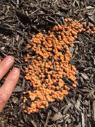 Attēlu rezultāti vaicājumam “Lycogala miserum spores”