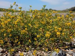 Attēlu rezultāti vaicājumam “Medicago x varia  flower”