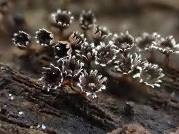 Attēlu rezultāti vaicājumam “Diderma sp.”