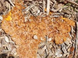 Attēlu rezultāti vaicājumam “Fuligo candida spores”