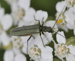 Attēlu rezultāti vaicājumam “Oedemera femorata”