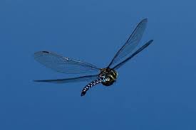 Attēlu rezultāti vaicājumam “Aeshna juncea male”