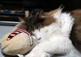 猫次郎o에 대한 이미지 검색결과