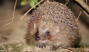 Attēlu rezultāti vaicājumam “Erinaceus sp.”