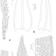 Attēlu rezultāti vaicājumam “Philonotis fontana sporophyte”