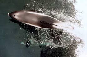 Image result for Lagenorhynchus albirostris